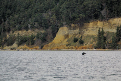 Whale Tail, Puget Sound