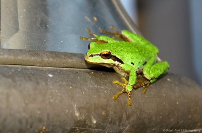 Bandit Frog, Marysville