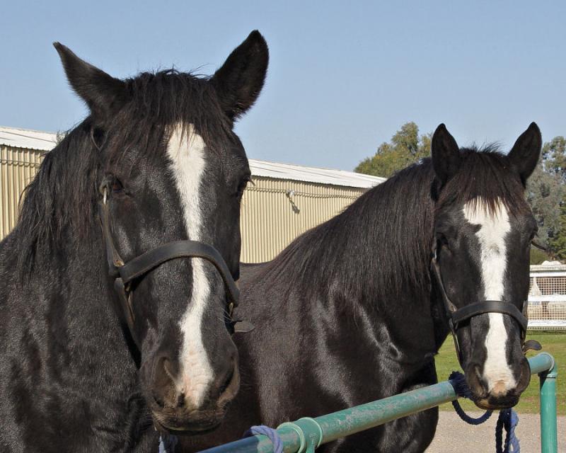 dsc06908 bud and rod await new shoes