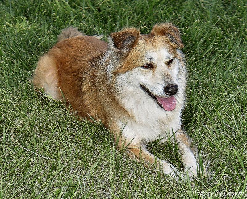 dsc08902 sample brush oil pound dog.jpg