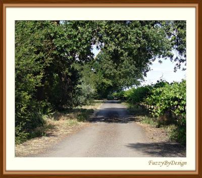 dsc08936 SE entrance road along the vineyard