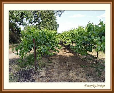 dsc08940 Jessie's vineyard