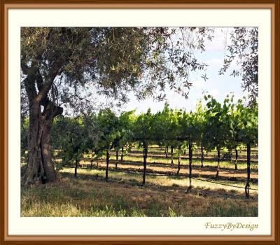 dsc08945  olive tree and vineyard.