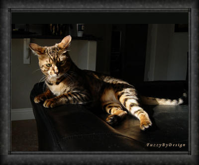 dsc09143  hardell on  pool table