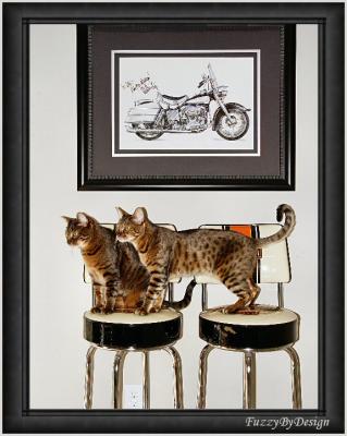 dsc09122 Harley Bengal Brothers