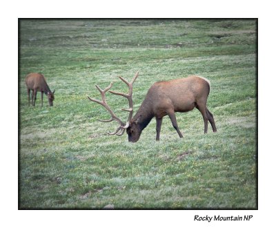 11_Rocky Mt NP_110.JPG