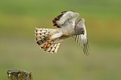 IMG_4323 e1cw.jpg