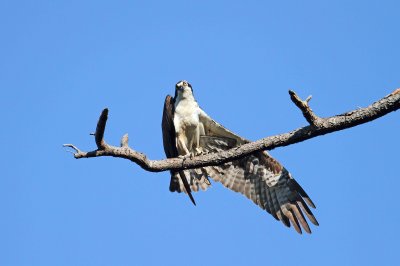 IMG_4203 e1cw.jpg