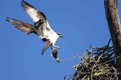 IMG_4211 e1cw.jpg