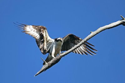 IMG_4246 e1cw.jpg
