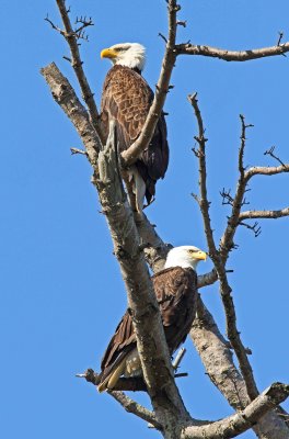 IMG_8068 e1cew.jpg