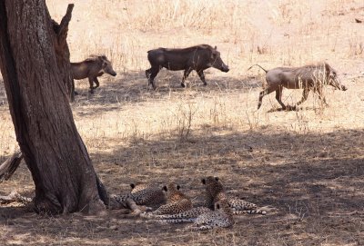 Cheetah and Warthogs