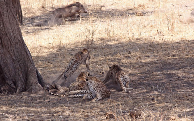 Cheetah and Warthogs