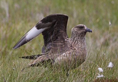 Skua