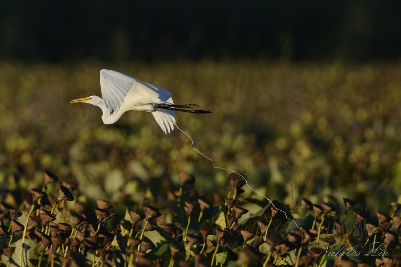 Great White Egret