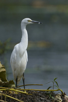 Little White Egret