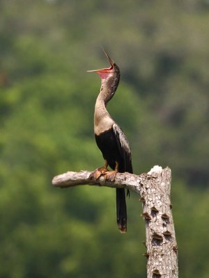 ANHINGA femele-3.jpg