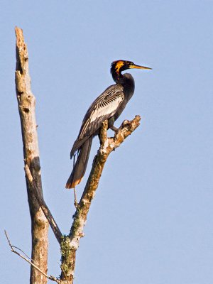 ANHINGA-1.jpg