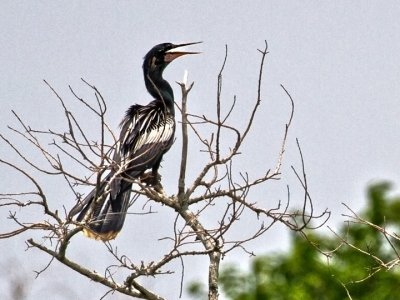 ANHINGA-2 (2).jpg