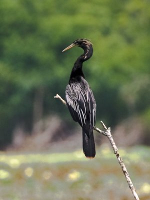 ANHINGA-5.jpg