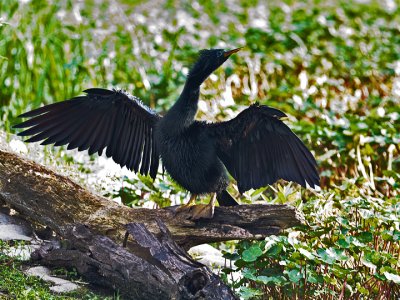 ANHINGA-12.jpg