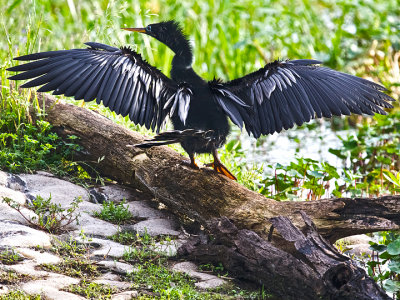 ANHINGA-16.jpg