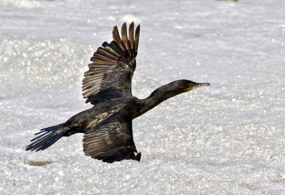 DOUBLE-CRESTED CORMORANT 5.jpg