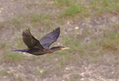 DOUBLE-CRESTED CORMORANT 14.jpg