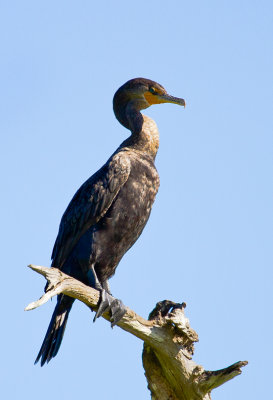 DOUBLE-CRESTED CORMORANT 15.jpg