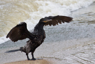 DOUBLE-CRESTED CORMORANT 16.jpg