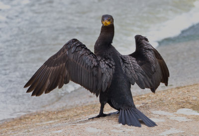 DOUBLE-CRESTED CORMORANT 18.jpg