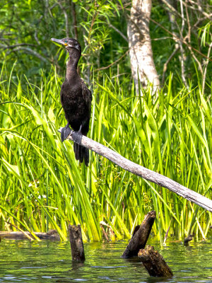 Neotropic Cormorant 1.jpg