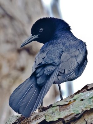 Blackbird-(Melodious)1.jpg