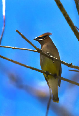 Cedar Waxwing 01.jpg