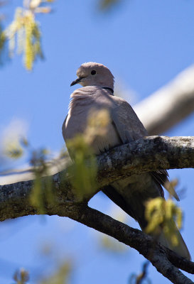 Eurasian Collared Dove  2