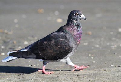 Rock Pigeon 1.jpg