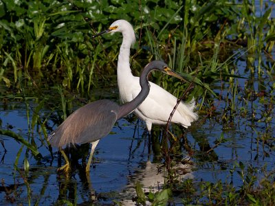 TRICOLORED HERON 3 and Snowy Egret.jpg