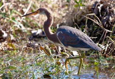 TRICOLORED HERON 57.jpg