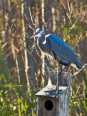 TRICOLORED HERON 59.jpg