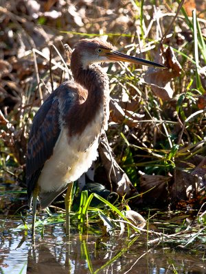 TRICOLORED HERON59.jpg