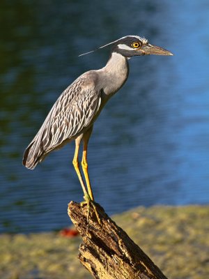 YELLOW CROWNED NIGHT HERONS 01.jpg