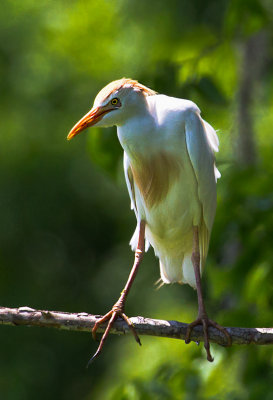 Cattle Egret 2.jpg