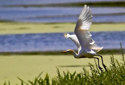 Cattle Egret 3.jpg