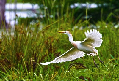 Cattle Egret 4.jpg