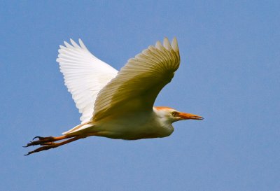 Cattle Egret 5.jpg