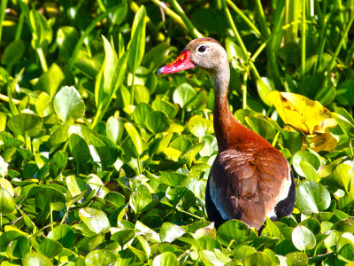 Black-bellied Whistling-Duck