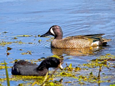 Blue-winged Teal