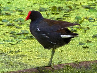 Common Moorhen