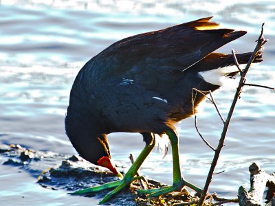 Common Moorhen 02.jpg