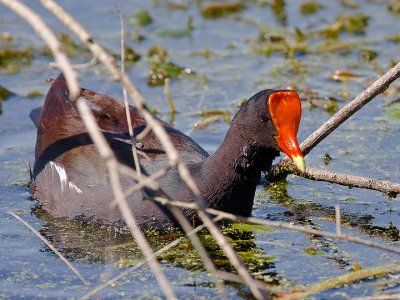 Common Moorhen 06.jpg